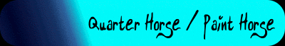 Quarter Horse et Paint horse